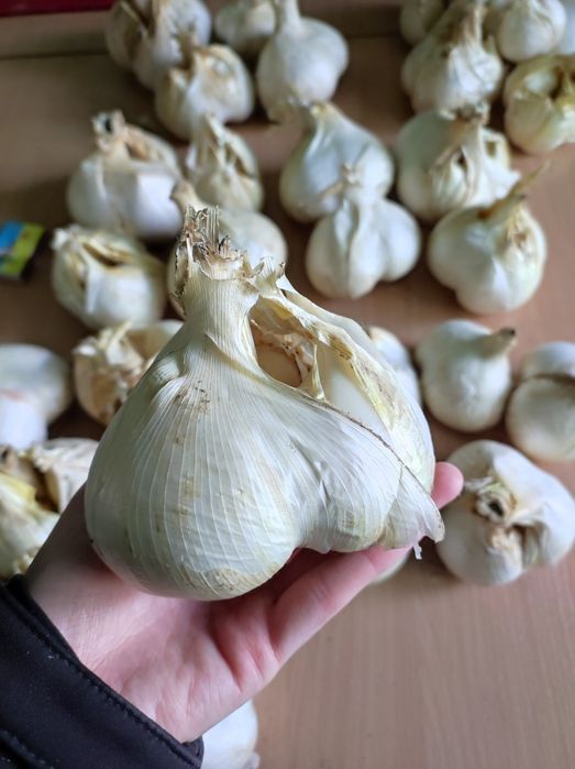 Часник Рокамболь домашній 1кг гігантський часник