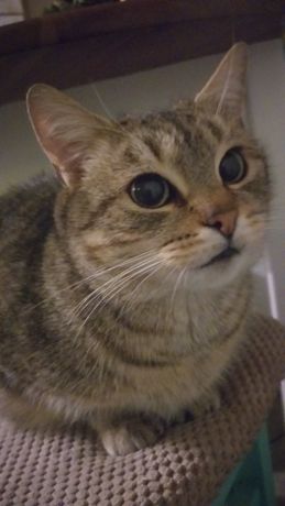 Zaginął kot kotka Hajnówka nowokornino nowoberezowo