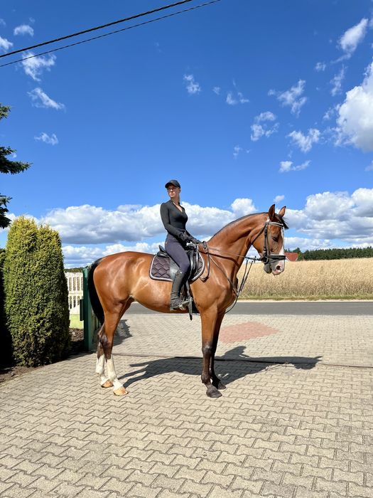 Klacz wielkopolska do rekreacji