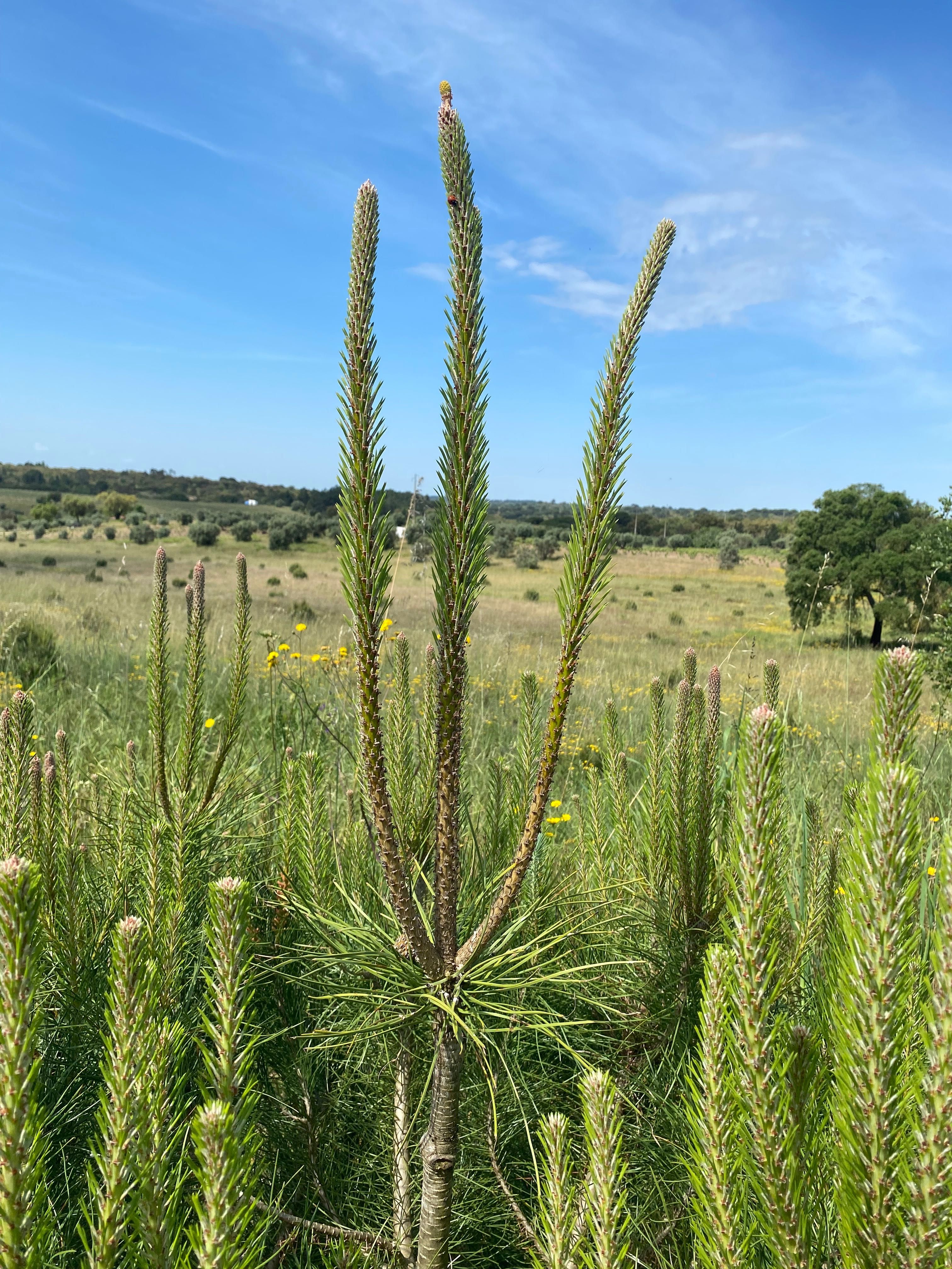 Enxertos Pinheiro Manso