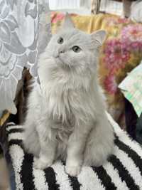 Кастрований білосніжний котик Боня