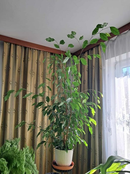 Fikus Benjamin duży kwiat doniczkowy