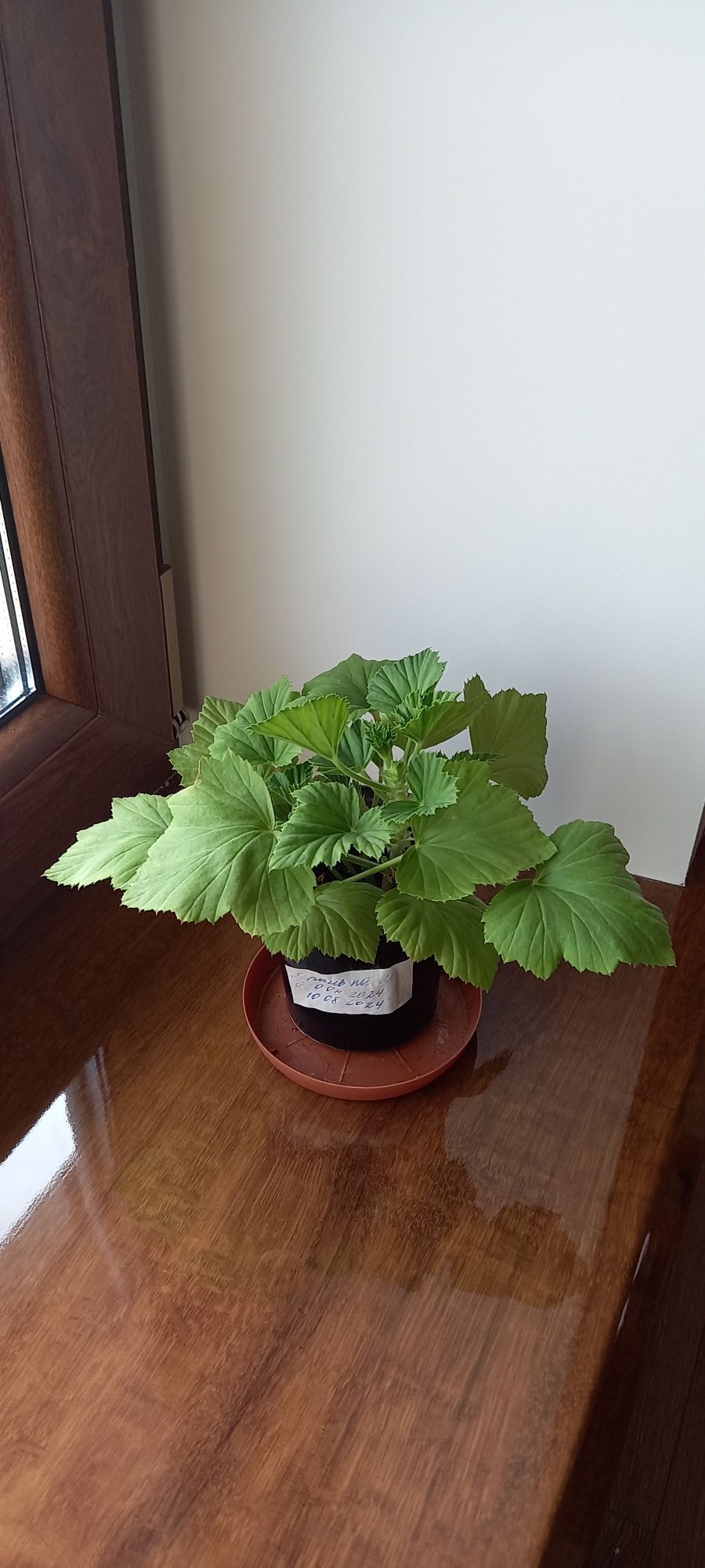 Комнатное растение/цветок Пеларгония