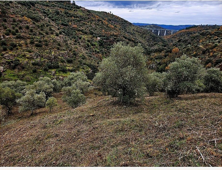Terreno - Olival - Castelo Bragança