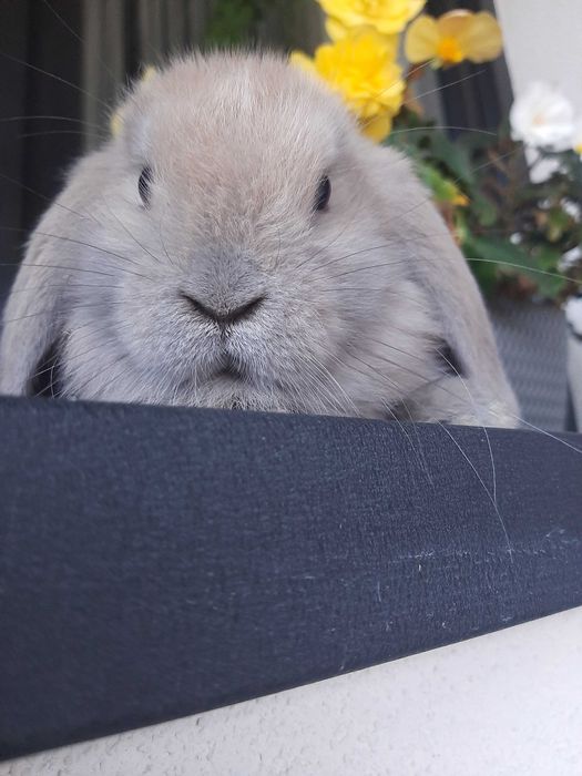 Króliki baranek miniaturka karzełek mini lop