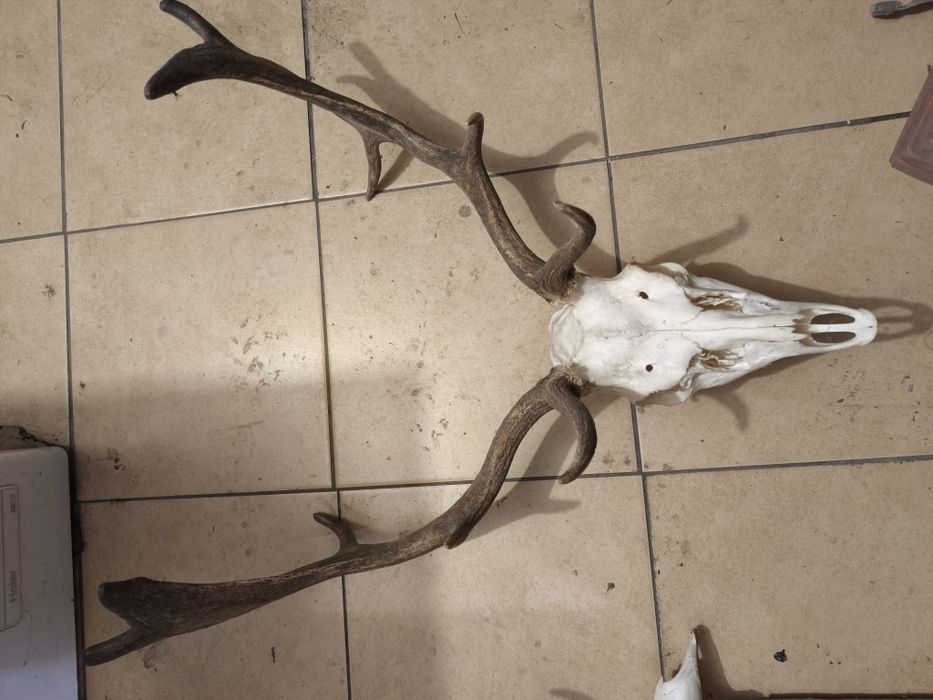 Wieniec daniela zrzuty poroże