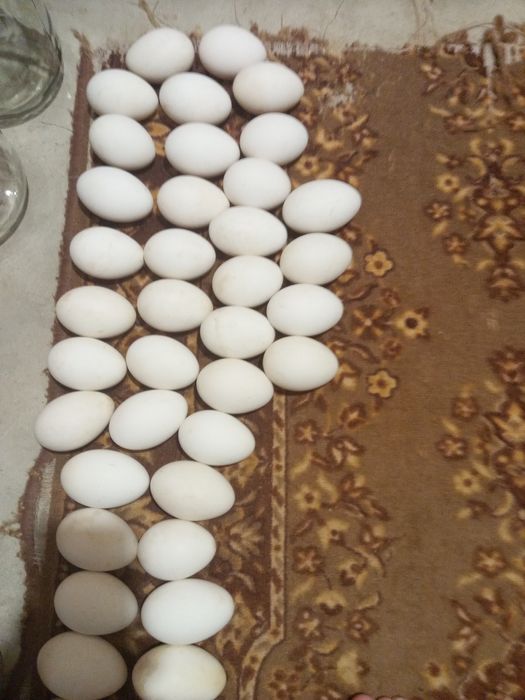 Продам гусячі яйця для писанок