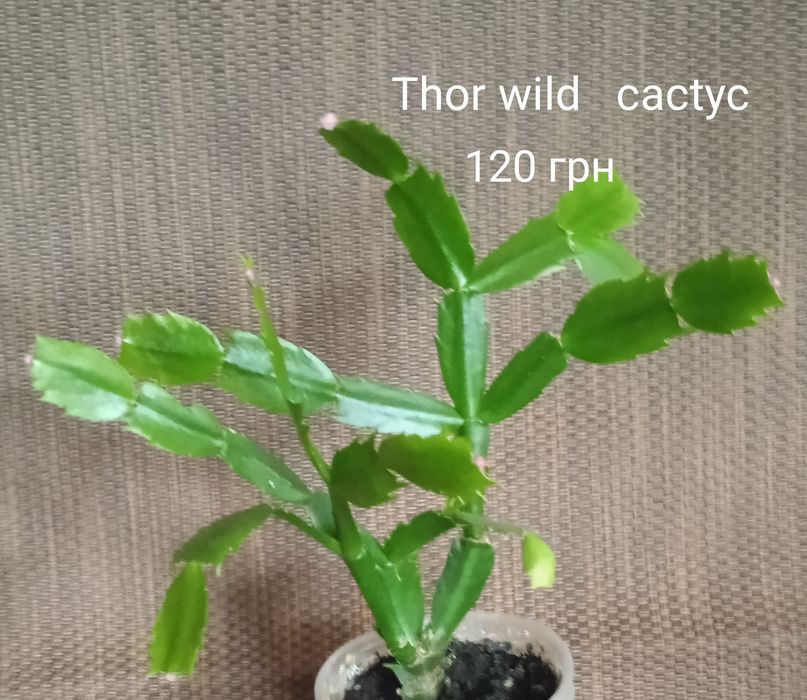 5 сортов взрослых шлмбергер,декабристов.