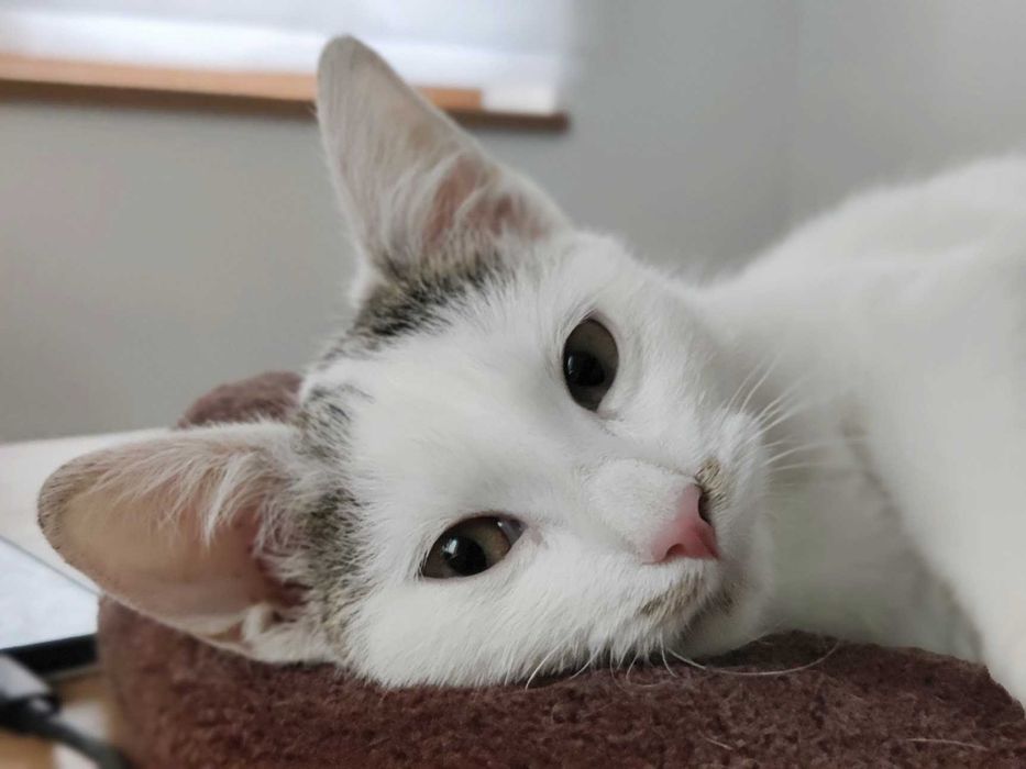 Młodziutka kotka o wielkim sercu szuka stałego domu