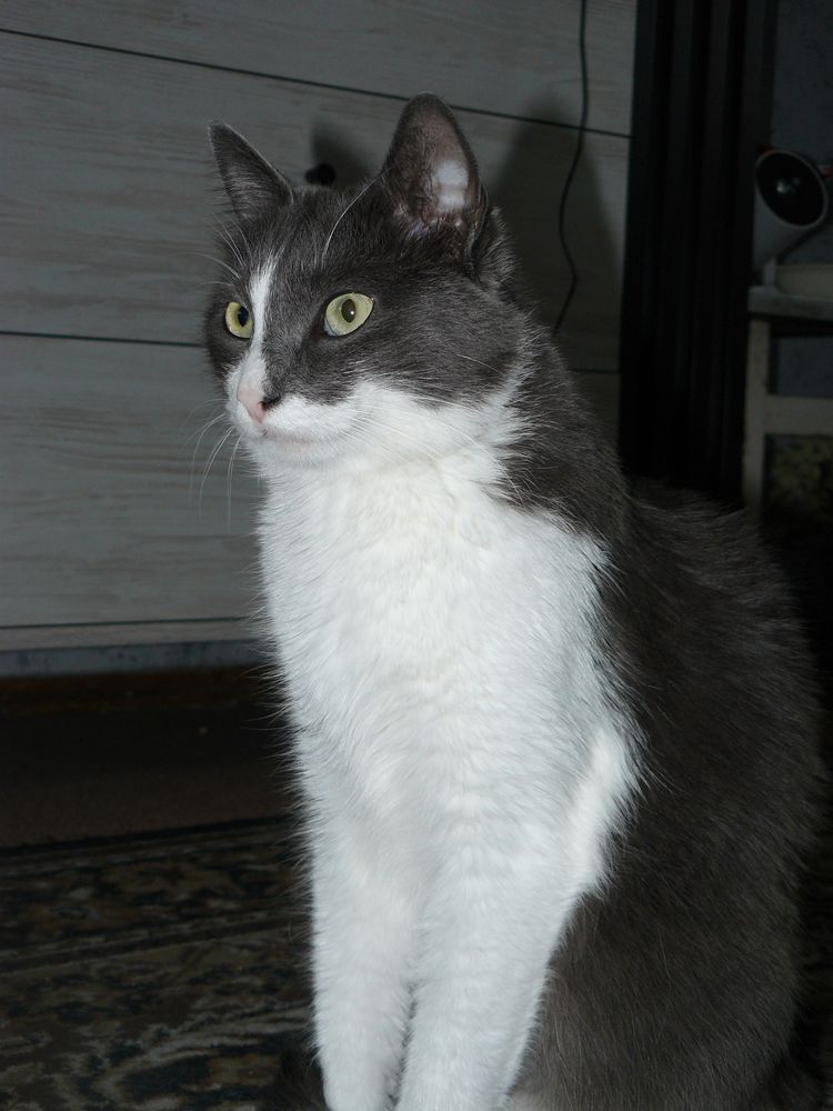 nikon coolpix s3200