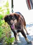 Maks - piękny, mały pies szuka domu, do adopcji. Pokochaj
