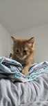 Maine coon kocurek rudy