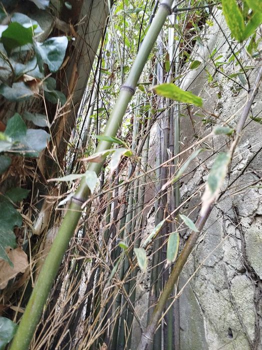 Lote de 10 Canas da Índia com metro e meio, para decorações.