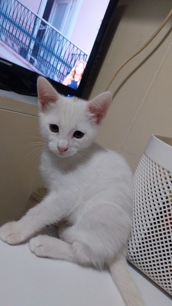 Gatinha para adoção