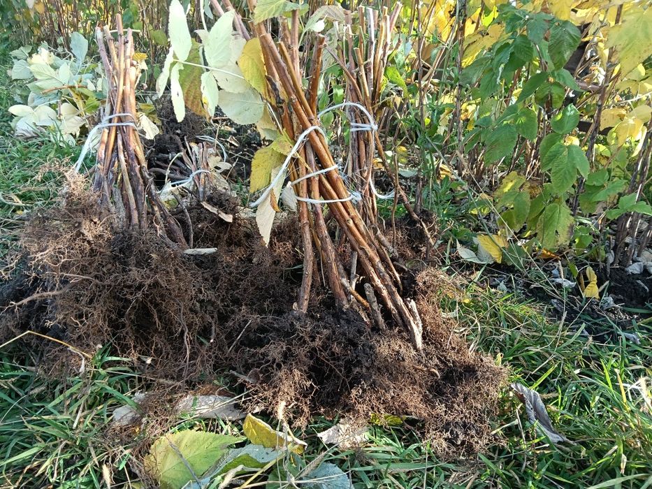 Sadzonki maliny POLONEZ