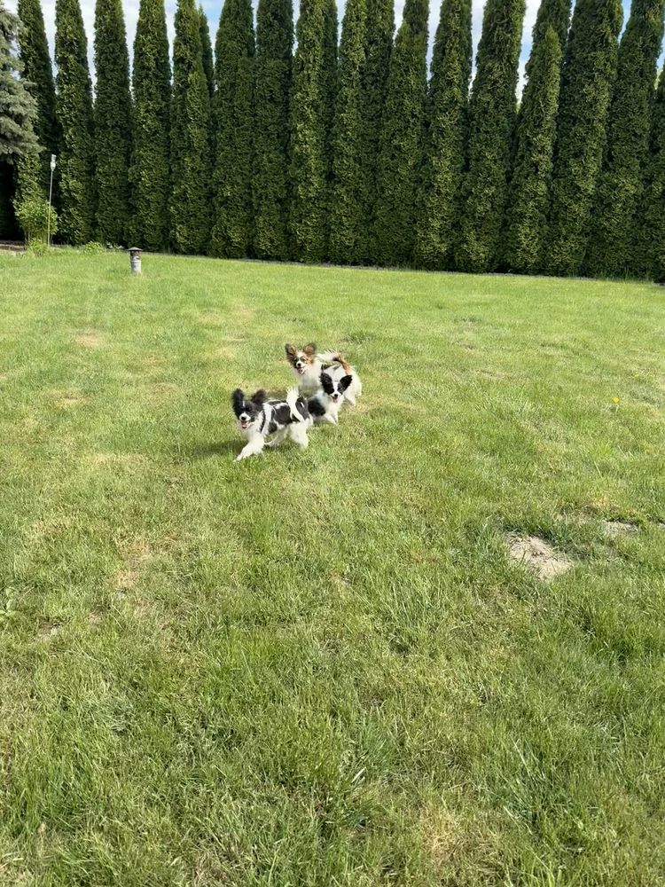 Papillon spaniel kontynentalny miniaturowy szczeniak