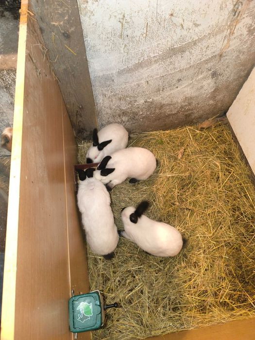 Króliki kalifornijskie