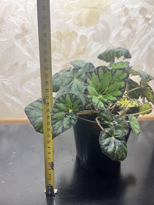 Бегонія Бауера плямиста