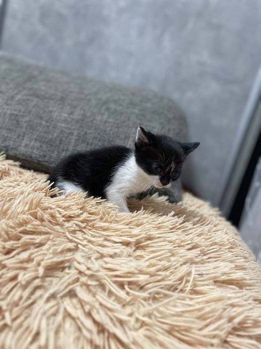 Віддамо кошенят у добрі руки