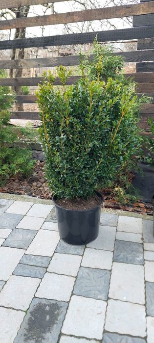 Самшит вічнозелений