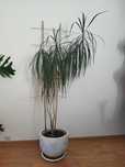 Dracena - ponad 150 cm wysokości