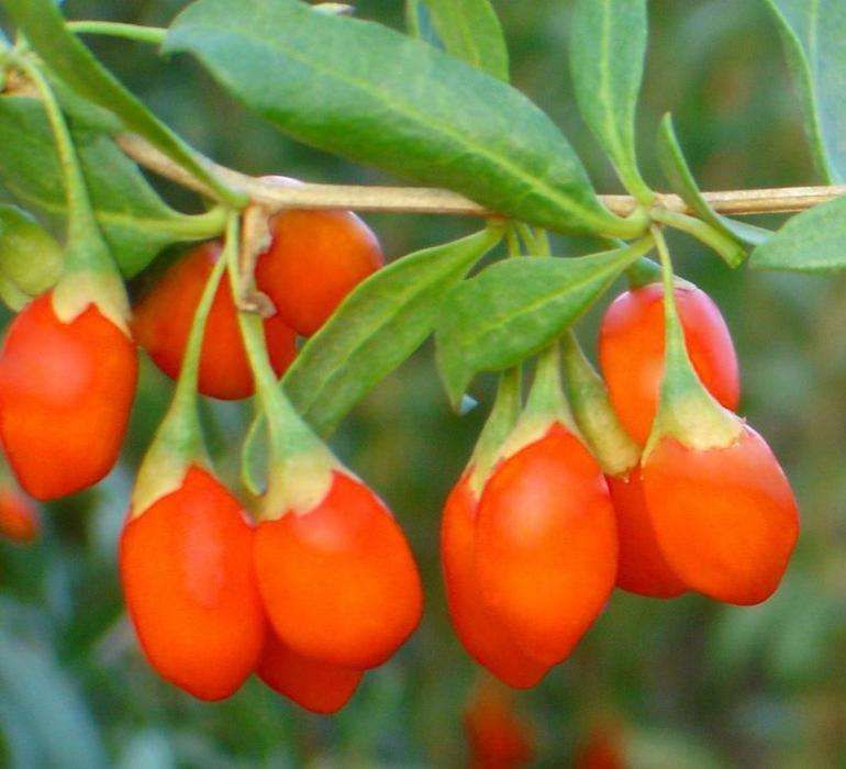 50 Sementes de Goji (Lycium barbarum)