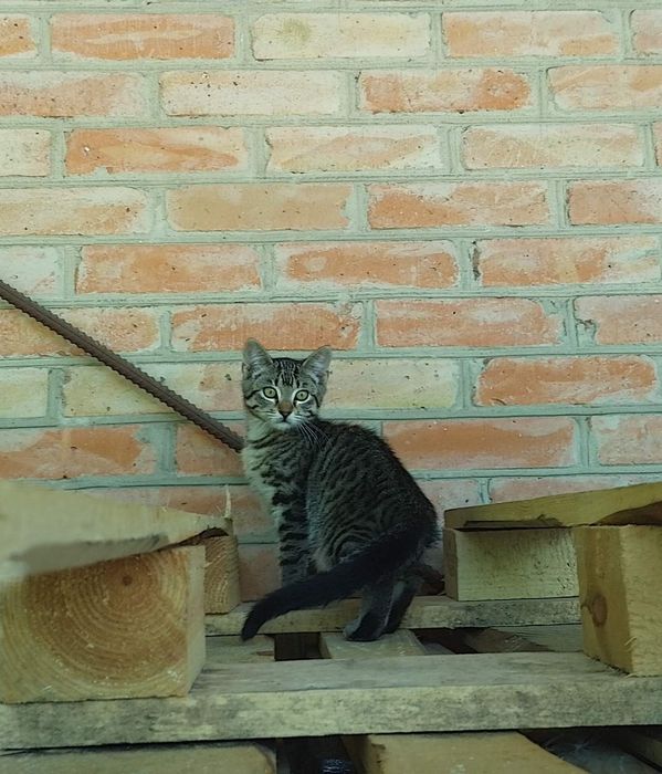 Віддам в добрі руки кошенят