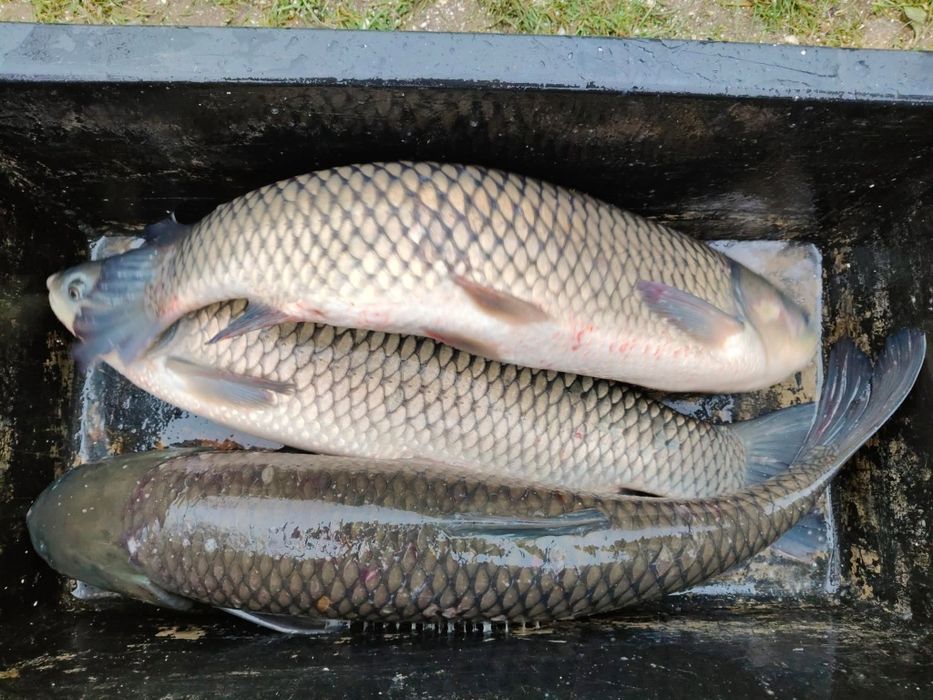 Sprzedaż karpia,amura, szczupaka