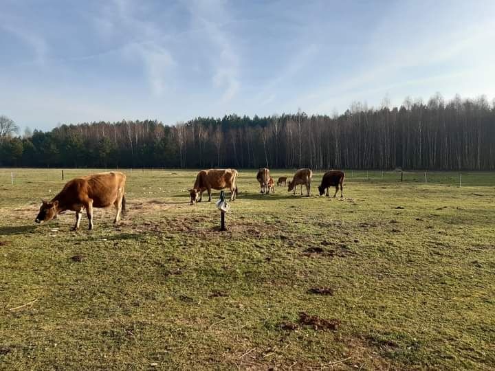 Wiejskie jaja od kur z pastwiska / lokalnie z dowozem !