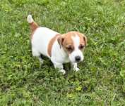 Sunia Jack Russell Terrier/ Magic Jack