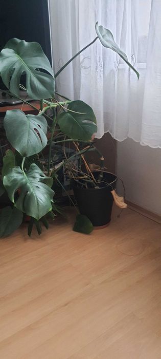 Kwiat doniczkowy Monstera