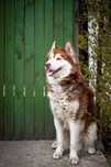 Rocky husky mix malamut czeka na kochający dom!