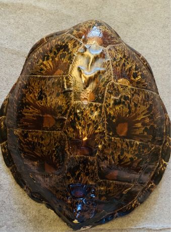 Панцирь черепахи 72x60