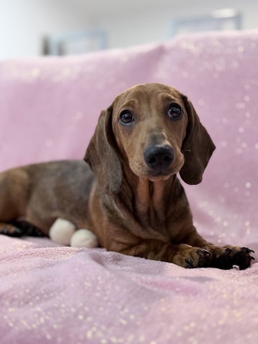 Teckel excelente menina