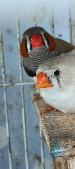 Casal de mandarins para Cedência