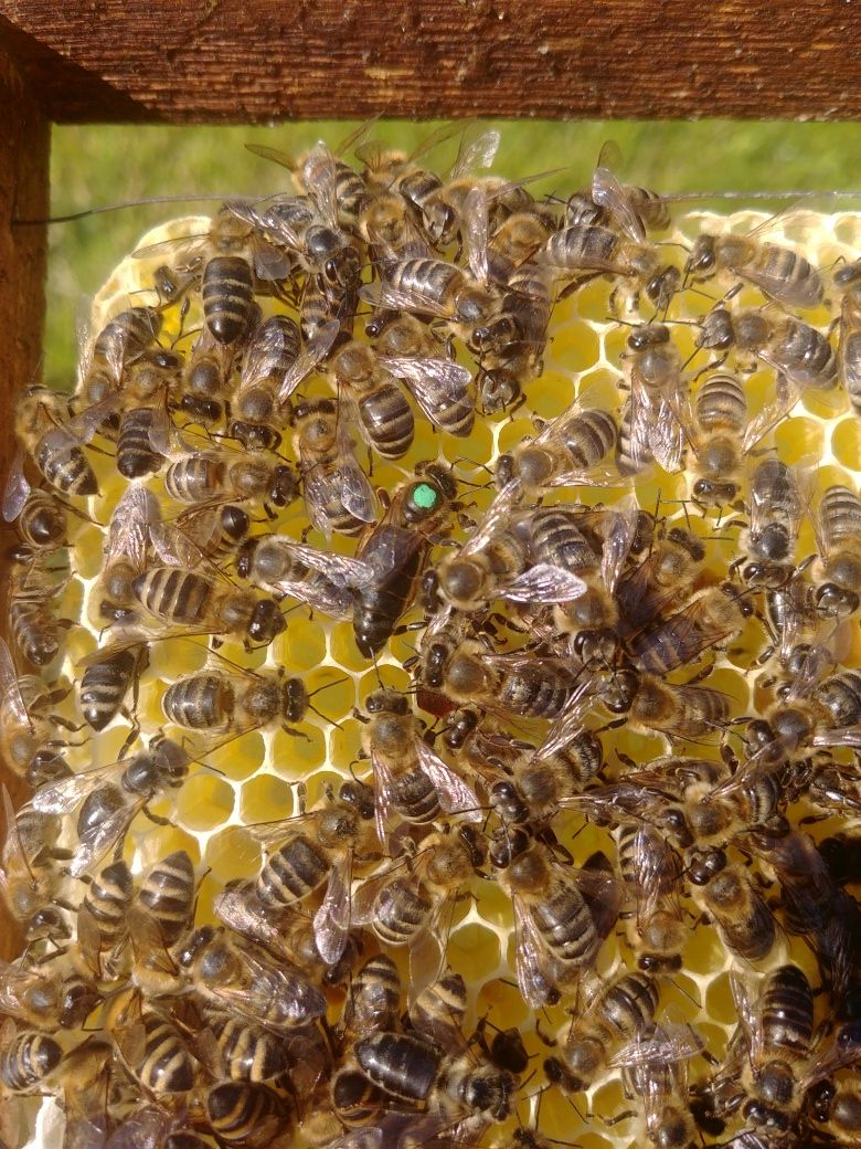 Плідні бджоломатки 2024