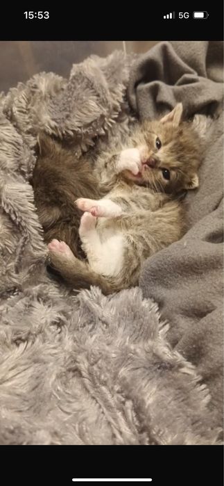 Małe kotki do adopcji