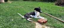 Whippet szczeniak dziewczynka