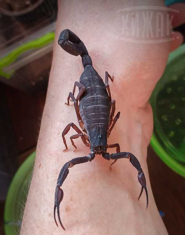 Скорпіони Centruroides gracilis