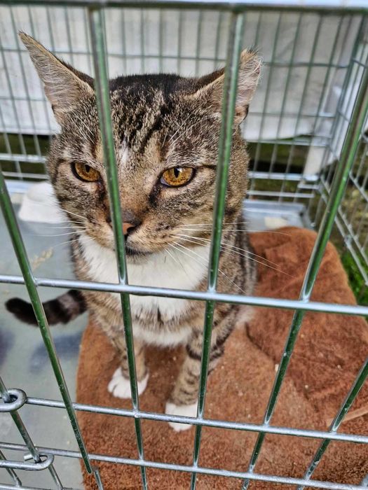 Morusek szuka domu wychodzącego, domu z ogrodem