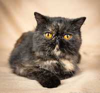 Чёрная черепаховая кошка кошка