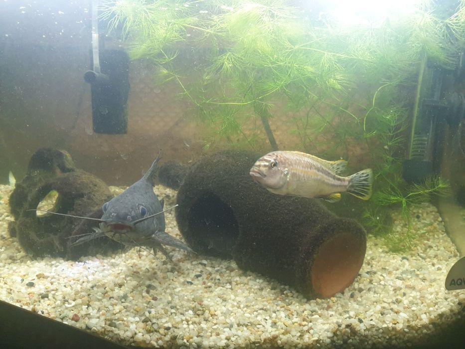 Меланохроміс ауратас і соми