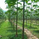 vendo 200 sementes Paulownia elongata