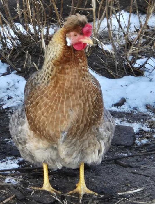 Jaja lęgowe, duże rasy na jednym wybiegu