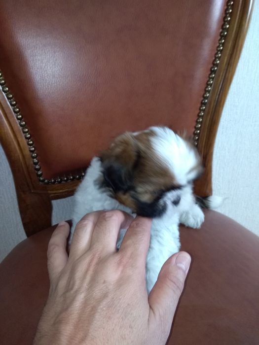 Shih Tzu Soberba