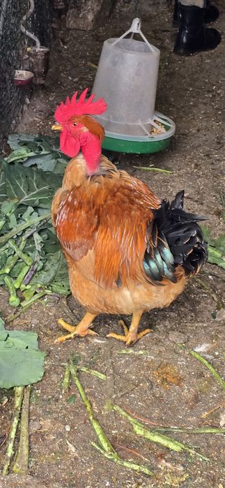 Disponíveis caseiros