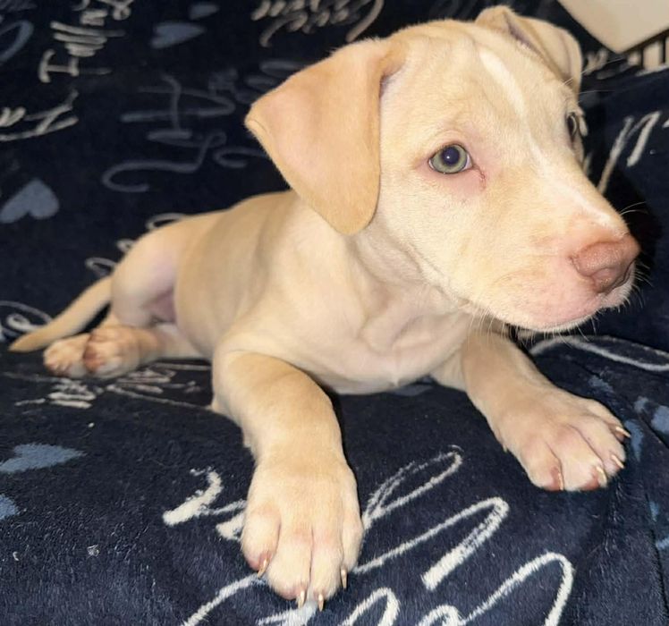 American Pit Bull Terrier