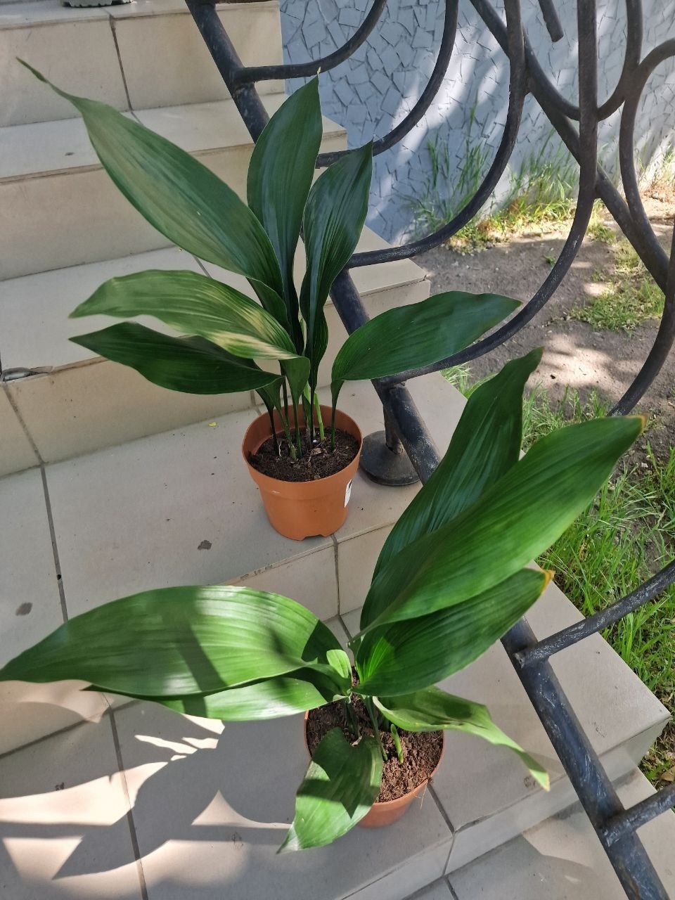 Аспідістра. Аспидистра Aspidistra