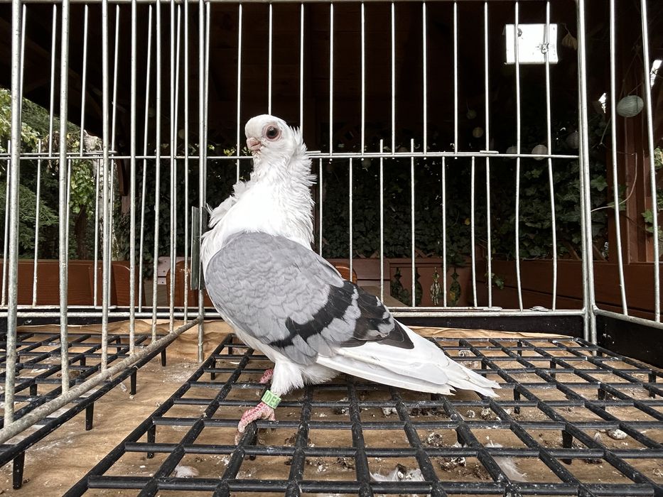 Gołębie ozdobne. Mewka pooska samiczka 2025r