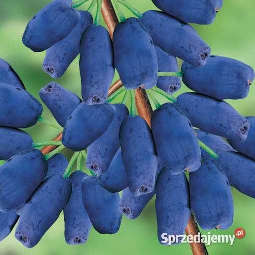 Sprzedam Sok z Jagody Kamczackiej 300ml